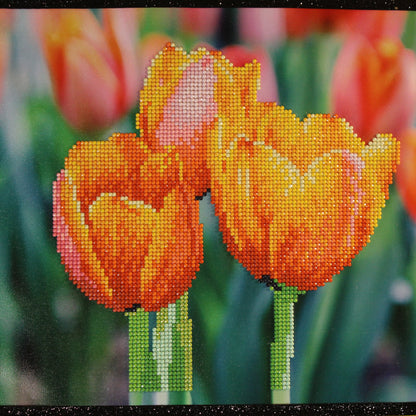 Canvas Hand Painted Background. Adorned with Black Lace and Yellow Diamond Art Knock Out Tulips